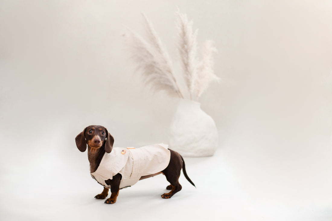  Spring Summer Essentials For Your Pooch